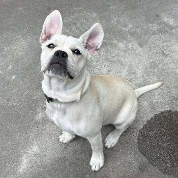 River -  French Bulldog and Maltese Dog for Adoption in Pasadena, California - River | PetCurious