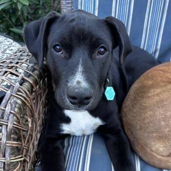 Jet -  Labrador Retriever and Pit Bull Terrier Dog for Adoption in Nashville, Tennessee - Jet | PetCurious