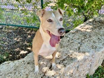 Jeeta -  Mixed Breed and Terrier Dog for Adoption in Austin, Texas - Jeeta | PetCurious