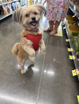 Mizzie -  Shih Tzu Dog for Adoption in Euless, Texas - Mizzie | PetCurious