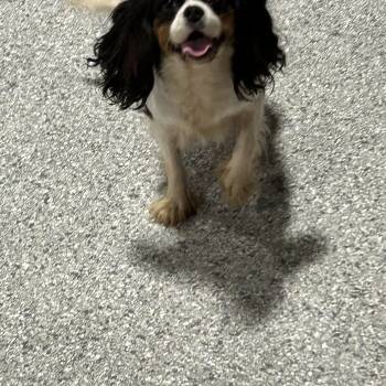 Polly. Tri. -  Cavalier King Charles Spaniel Dog for Adoption in Antwerp, Ohio - Polly. Tri. | PetCurious