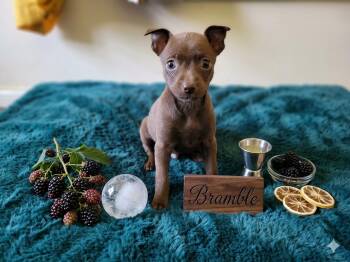 Chihuahua Dogs Available for Adoption in Olympia, Washington - Bramble | PetCurious