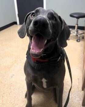 Weimaraner Dogs Available for Adoption - Sawyer  | PetCurious