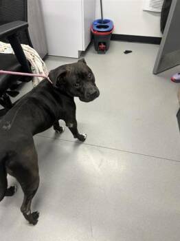 Rescue Mixed Breed Dogs for Adoption in West Chester, Pennsylvania - El | PetCurious