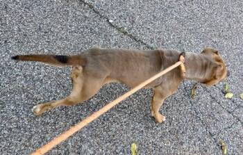 Keeta -  Mixed Breed Dog for Adoption in Cincinnati, Ohio - Keeta | PetCurious