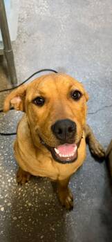 Mixed Breed Dogs Available for Adoption - Capt. Scrunch | PetCurious