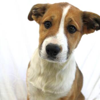 Husky Dogs Available for Adoption in Michigan City, Indiana - Eclipse | PetCurious