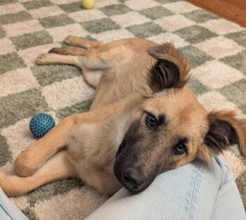 German Shepherd Dog Dogs Available for Adoption - Mars CA | PetCurious