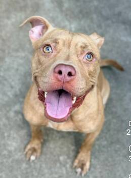 Jessica Jane -  Pit Bull Terrier Dog for Adoption in Chicago, Illinois - Jessica Jane | PetCurious