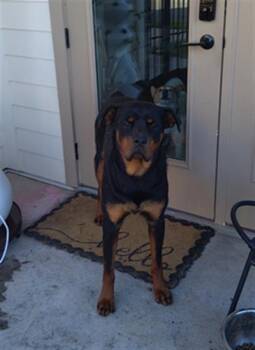 Rottweiler Dogs Available for Adoption in Charlotte, North Carolina - DESOTO | PetCurious