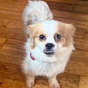 Sammy -  Pomeranian and Chihuahua Dog for Adoption in Huntsville, Alabama - Sammy | PetCurious