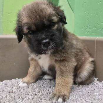 Mixed Breed Dogs Available for Adoption - Silk | PetCurious