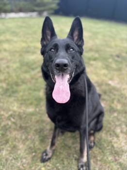 Rescue German Shepherd Dog Dogs for Adoption in Sheboygan, Wisconsin - Zayn | PetCurious