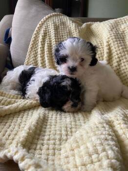 Dragonfly -  Shih Tzu Dog for Adoption in Pottstown, Pennsylvania - Dragonfly | PetCurious