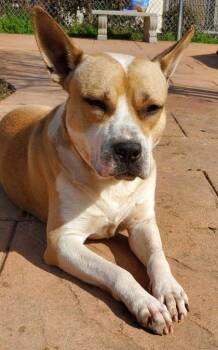 Pit Bull Terrier and Mixed Breed Dogs Available for Adoption - Pablo | PetCurious