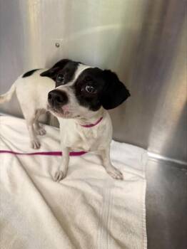 Rat Terrier Dogs Available for Adoption - LOLA | PetCurious