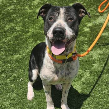 Rescue Mixed Breed Dogs for Adoption in Naperville, Illinois - Domino | PetCurious