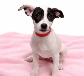 Labrador Retriever and Mixed Breed Dogs Available for Adoption in Fort Lauderdale, Florida - BADGER | PetCurious