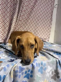 Redbone Coonhound Dogs Available for Adoption in Opelousas, Louisiana - ROXANNE | PetCurious
