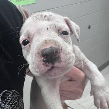 Chandler -  Mixed Breed Dog for Adoption in Lufkin, Texas - Chandler | PetCurious