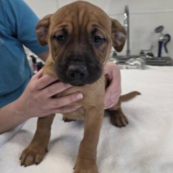 Pit Bull Terrier Dogs Available for Adoption - Winter | PetCurious