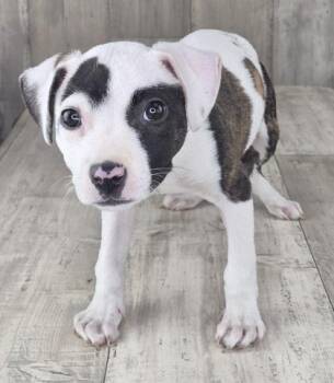 Moo -  Terrier and Mixed Breed Dog for Adoption in Shreveport, Louisiana - Moo | PetCurious