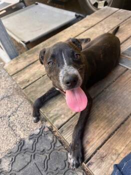 Rescue Cattle Dog Dogs for Adoption in Libertyville, Illinois - Vinny | PetCurious