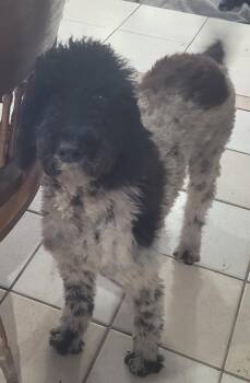 Rescue Standard Poodle Dogs for Adoption in Chiefland, Florida - Party Girl | PetCurious
