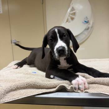 Great Dane and Mixed Breed Dogs Available for Adoption - Kylo | PetCurious