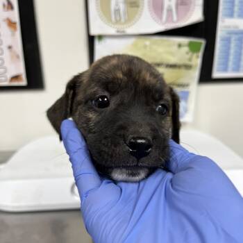 Rescue Plott Hound Dogs for Adoption in Parrish, Alabama - Axl | PetCurious