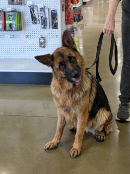 German Shepherd Dog Dogs Available for Adoption in Irvine, California - Korra | PetCurious