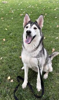Rescue Siberian Husky Dogs for Adoption in Torrington, Wyoming - Freya | PetCurious
