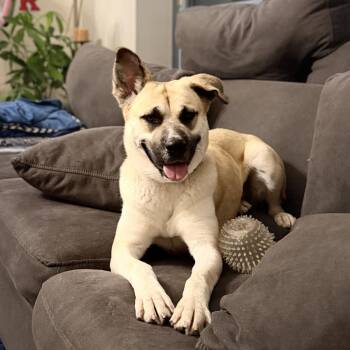 Turkish Kangal and Black Mouth Cur Dogs Available for Adoption in East Greenwich Township, New Jersey - Cali | PetCurious