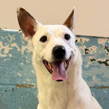 Mixed Breed Dogs Available for Adoption - Selene | PetCurious