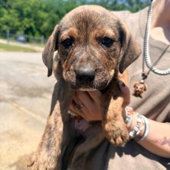 Cookie -  Mixed Breed Dog for Adoption in Corinth, Mississippi - Cookie | PetCurious
