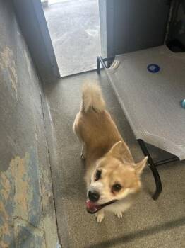 Gus gus -  Shiba Inu and Mixed Breed Dog for Adoption in Largo, Florida - Gus Gus | PetCurious