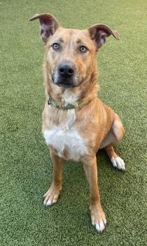 Mixed Breed Dogs Available for Adoption - Percy | PetCurious