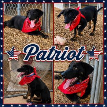 Patriot -  Labrador Retriever and German Shepherd Dog Dog for Adoption in Jackson, Tennessee - Patriot | PetCurious