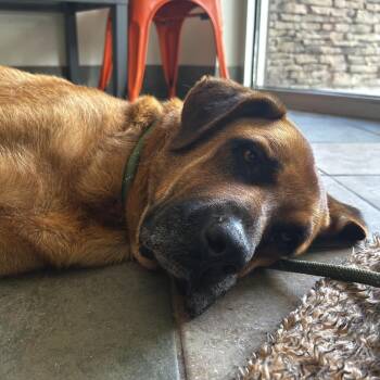 Spike -  Mixed Breed Dog Available for Adoption in Chattanooga, Tennessee - Spike | PetCurious
