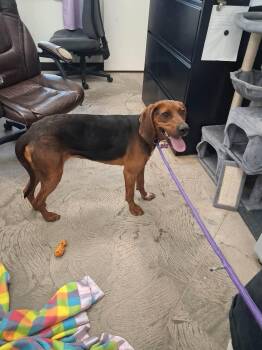 Hound Dogs Available for Adoption - Wynonna | PetCurious