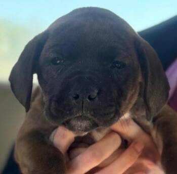 Hound Dogs Available for Adoption in Sterling, Massachusetts - Jen 10 Weeks AVAIL 4/22 | PetCurious