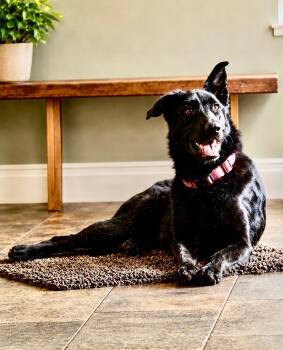 Juno -  Black Labrador Retriever Dog for Adoption - Juno | PetCurious