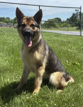 Nyla -READ DESCRIPTION- -  German Shepherd Dog Dog for Adoption in Kearneysville, West Virginia - Nyla -READ DESCRIPTION- | PetCurious