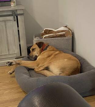LUCAS -  Mixed Breed Dog for Adoption in Holbrook, New York - LUCAS | PetCurious