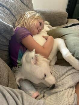 Daphne (D Pups) -  Great Pyrenees Dog for Adoption in Brewster, New York - Daphne (D Pups) | PetCurious