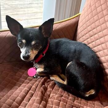 Rescue Chihuahua Dogs for Adoption - Farley | PetCurious