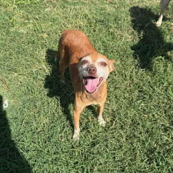 Romy -  Chihuahua Dog for Adoption in Williston, Vermont - Romy | PetCurious