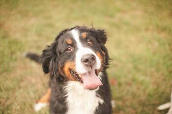 Rescue Bernese Mountain Dog Dogs for Adoption in Gradyville, Kentucky - Andarna | PetCurious
