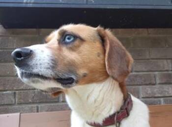 Rescue Beagle and Mixed Breed Dogs for Adoption in Cowen, West Virginia - JAKE | PetCurious