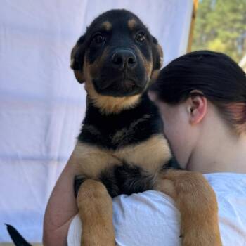 Mixed Breed Dogs Available for Adoption in Fredericksburg, Virginia - Mussik Maker | PetCurious